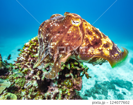 コブシメ 124077602