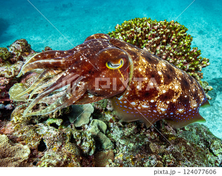 コブシメ 124077606