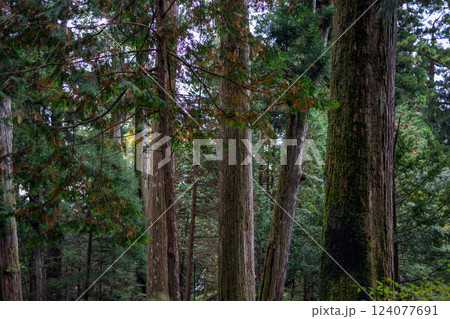 Towering cedar trees in a Japanese forest with textured bark vibrant green leaves and mossy surfaces 124077691