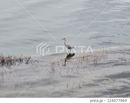 birds at riverside 124077869