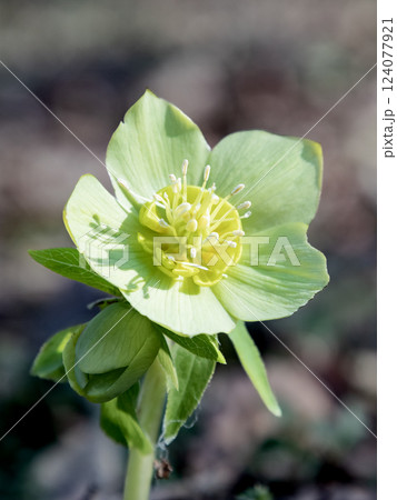 A delicate green hellebore flower in full bloom, showcasing its intricate details against a blurred natural background. 124077921