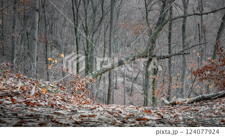 A tranquil forest scene in late autumn, with a carpet of fallen leaves, bare trees, and a leaning branch creating a natural archway. The muted tones evoke a calm, introspective mood. A tranquil forest scene in late autumn, with a carpet of fallen leaves, bare trees, and a leaning branch creating a natural archway. The muted tones evoke a calm, introspective mood. 124077924