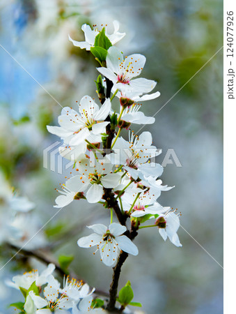 White cherry blossoms bloom against a dreamy soft-focus background, symbolizing renewal and tranquility. White cherry blossoms bloom against a dreamy soft-focus background, symbolizing renewal and tranquility. 124077926