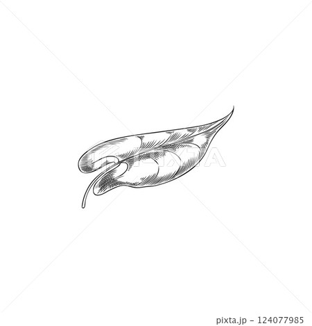 Buckwheat green leaf vector engraved sketch, hand drawn summer garden foliage herb, natural essential medical plant 124077985