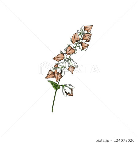 Buckwheat branch with leaves and seeds sketch, vector hand drawn agricultural blossom plant, cereal crops foliage 124078026