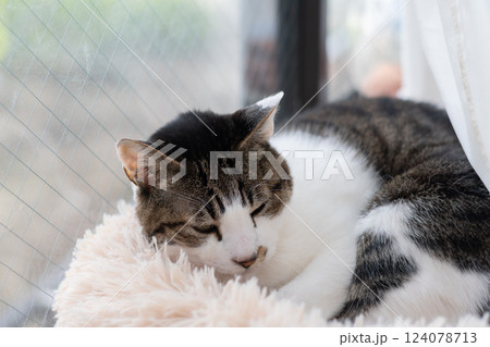 窓辺でくつろぐ猫　キジトラ白 124078713