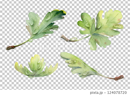 Green leaves of flower, bush tree plant foliage in water dew drops watercolor hand drawn. Gooseberry oak currant sycamore poplar. Isolated botanical illustration. Wedding florist decoupage cosmetics Green leaves of flower, bush tree plant foliage in water dew drops watercolor hand drawn. Gooseberry oak currant sycamore poplar. Isolated botanical illustration. Wedding florist decoupage cosmetics 124078720