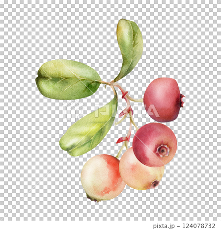 Lingonberry cranberry red berry on branch with green leaves, ripe forest teaberry bearberry wintergreen cluster group, hand drawn in watercolor. Isolated botanical illustration for farmers market menu 124078732