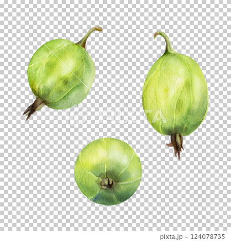 Gooseberry Currant fruit hand drawn in watercolor, garden berry huckleberry jostaberry juneberry casseille. Botanical isolated closeup realistic illustration. Cafe menu, farmers market, organic food Gooseberry Currant fruit hand drawn in watercolor, garden berry huckleberry jostaberry juneberry casseille. Botanical isolated closeup realistic illustration. Cafe menu, farmers market, organic food 124078735