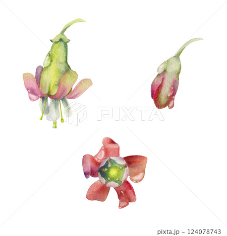 Gooseberry flower bud on stalk stem in water dew drops, fuchsia wildflower. Botanical illustration hand drawn in watercolor. Isolated single elements. Scrapbooking, wedding, florist shop, decoupage 124078743