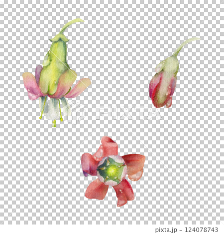Gooseberry flower bud on stalk stem in water dew drops, fuchsia wildflower. Botanical illustration hand drawn in watercolor. Isolated single elements. Scrapbooking, wedding, florist shop, decoupage 124078743