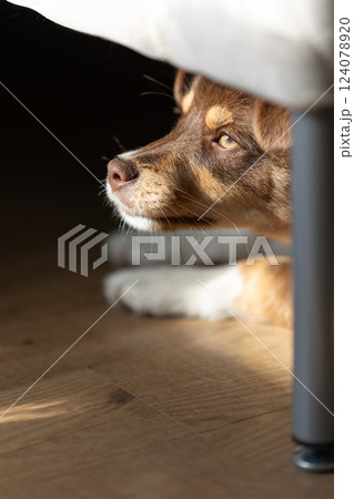 Small puppy dog under the bed Small puppy dog under the bed 124078920