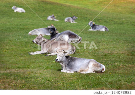 Cows resting on green grass pasture 124078982