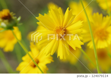 ハルシャギク属の花 ハルシャギク属の花 124079114