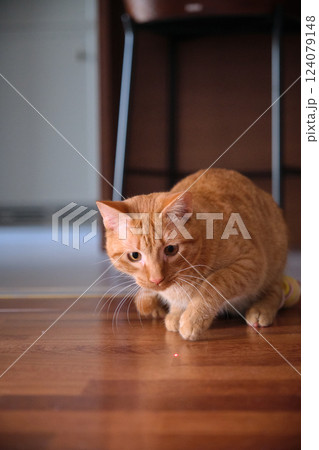 Cute young red-haired cat playing 124079148