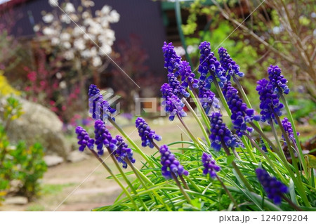 ムスカリ 124079204