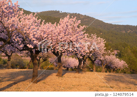 almond tree field during the flowering period almond tree field during the flowering period 124079514