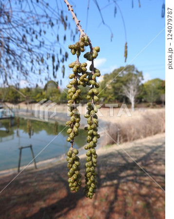 沼杉(ヌマスギ) 別名:落雨松(ラクウショウ)の雄花:ツボミの状態 沼杉(ヌマスギ) 別名:落雨松(ラクウショウ)の雄花:ツボミの状態 124079787