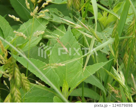 カマキリの幼虫 カマキリの幼虫 124079898