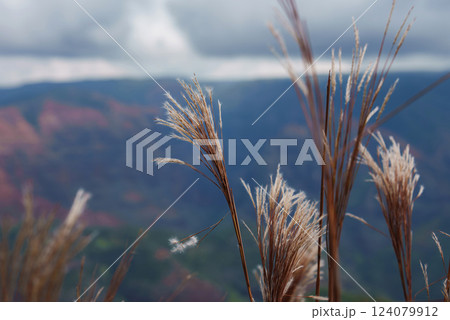 Tall grass stalks sway in the foreground, with Waimea Canyon's red and green hues visible under a cloudy sky on Kauai Island, Hawaii. Tall grass stalks sway in the foreground, with Waimea Canyon's red and green hues visible under a cloudy sky on Kauai Island, Hawaii. 124079912