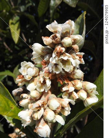 秋から冬にかけて咲く「ビワ」の花 秋から冬にかけて咲く「ビワ」の花 124079985