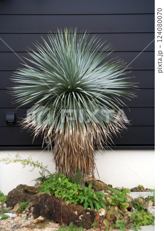 庭のユッカ・ロストラータ 124080070