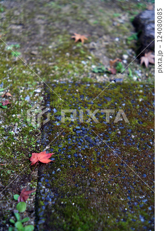 苔の上に落ちた紅葉 124080085