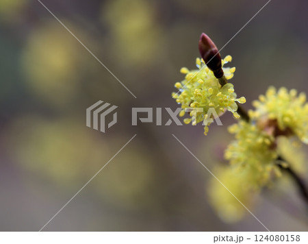 雨の降る寒い3月に咲き始めたダンコウバイ（ 檀香梅） 124080158