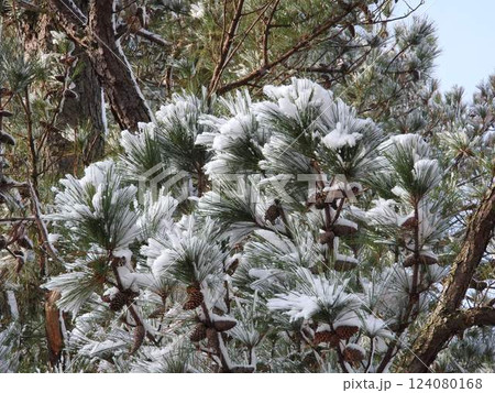樹木への雪の付着：テーダ松 124080168