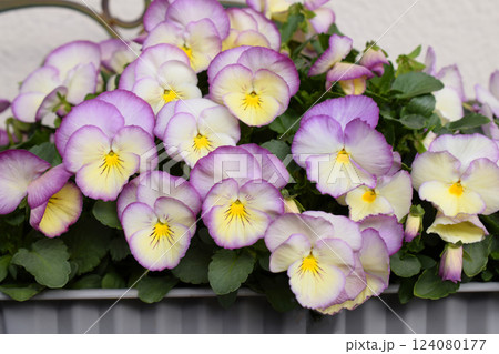 鉢植えのビオラの花、パンジーの花 鉢植えのビオラの花、パンジーの花 124080177
