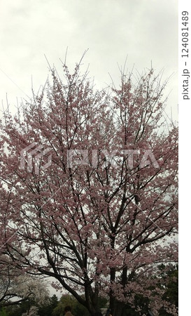 千鳥ヶ淵緑道の桜 千鳥ヶ淵緑道の桜 124081489
