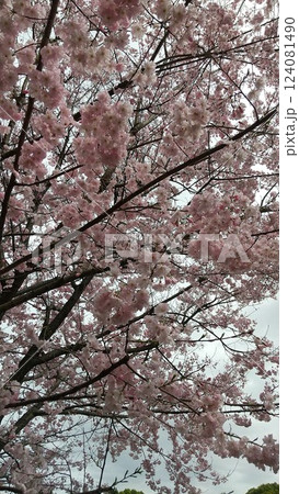 千鳥ヶ淵緑道の桜 124081490