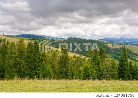 forest in mountain landscape with cloudy sky. rolling scenery. beautiful nature travel background. scenic view of alpine countryside. coniferous trees on the hill in early autumn forest in mountain landscape with cloudy sky. rolling scenery. beautiful nature travel background. scenic view of alpine countryside. coniferous trees on the hill in early autumn 124081759