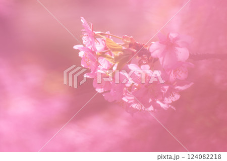 春の訪れを告げる河津桜 春の訪れを告げる河津桜 124082218