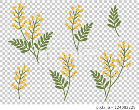 Mimosa illustration material set Mimosa illustration material set 124082229