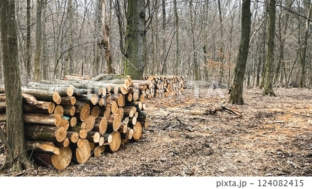 Logs of felled trees lie on the ground in fallen leaves in the forest. Sanitary felling of trees. Poaching in the forest. Harvesting firewood for the winter. Early spring. Logs of felled trees lie on the ground in fallen leaves in the forest. Sanitary felling of trees. Poaching in the forest. Harvesting firewood for the winter. Early spring. 124082415