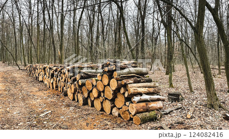 Logs of felled trees lie on the ground in fallen leaves in the forest. Sanitary felling of trees. Poaching in the forest. Harvesting firewood for the winter. Early spring. Logs of felled trees lie on the ground in fallen leaves in the forest. Sanitary felling of trees. Poaching in the forest. Harvesting firewood for the winter. Early spring. 124082416