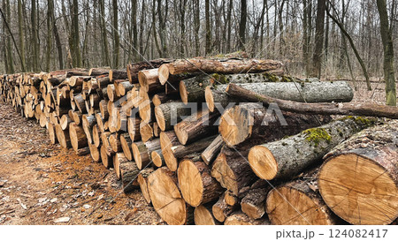 Logs of felled trees lie on the ground in fallen leaves in the forest. Sanitary felling of trees. Poaching in the forest. Harvesting firewood for the winter. Early spring. Logs of felled trees lie on the ground in fallen leaves in the forest. Sanitary felling of trees. Poaching in the forest. Harvesting firewood for the winter. Early spring. 124082417
