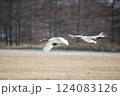 タンチョウ 124083126