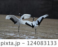 タンチョウ 124083133