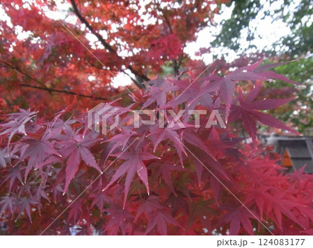 紅葉 紅葉 124083177