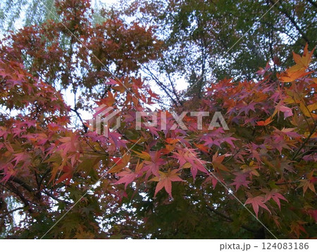 紅葉 紅葉 124083186