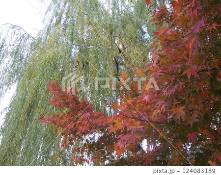 紅葉 紅葉 124083189