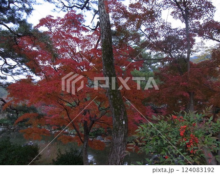紅葉 紅葉 124083192