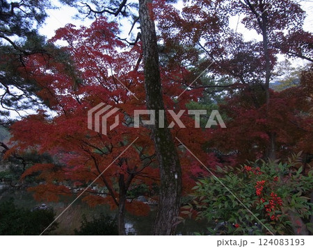 紅葉 紅葉 124083193