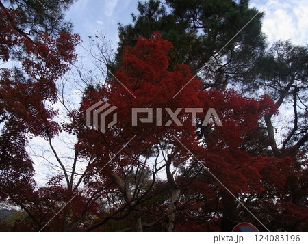 紅葉 紅葉 124083196