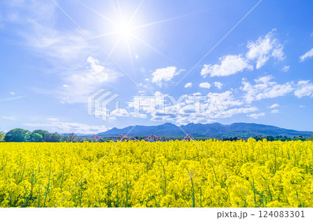 栃木県那須町 ハートフルファーム 菜の花畑 栃木県那須町 ハートフルファーム 菜の花畑 124083301