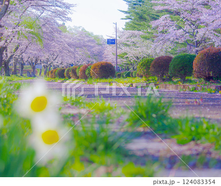 福島県西郷村 桜スポット 124083354