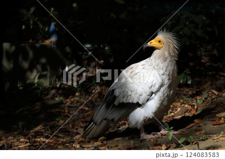 振り向くエジプトハゲワシ 振り向くエジプトハゲワシ 124083583