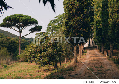 Serene Pathway Through Lush Green Landscape in Summer Serene Pathway Through Lush Green Landscape in Summer 124084159